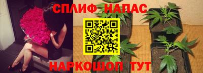 стафф Кингисепп